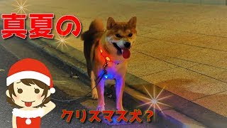 【京の柴犬】てんちゃん、真夏のクリスマス犬になる！　太郎の犬モノガタリ＃１５０