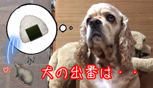 昔話【おむすびころりん】を聞く犬 アメリカンコッカースパニエル石松くん Dog listening to old tales