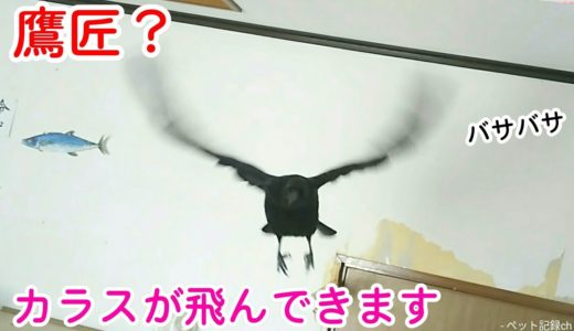 【まるで鷹匠】カラスがこちらに向かい飛んできますw 食欲勝り猫＆女子力姐御＆銅の犬 20190817、カラス＆四つ足トリオ