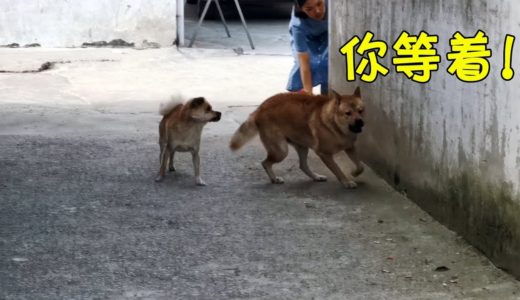 中华田园犬阿黄调戏金毛不成，反遭小串串羞辱，灰灰赶紧来救场