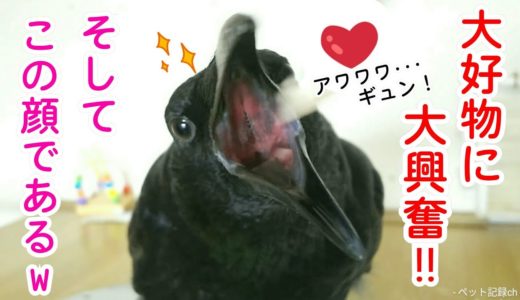 【大興奮】カラスに大好物の〇〇を与えるとこうなるw 抱っこ猫＆あくび姐御＆鳥犬w 20190814、カラス＆四つ足トリオ