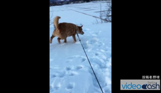 【季節外れ】犬の雪散歩。