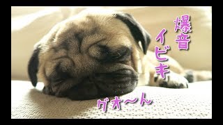 魂が震えるほどの爆音イビキで爆睡するパグ犬ぷぅ pug