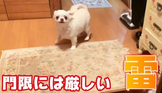 「許しません！」遅い時間に外出すると雷を落とす犬チワワのコハク