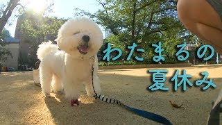 夏休みの犬との過ごし方。ビションフリーゼわたまると2回目のお盆