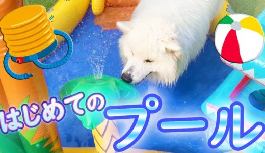 サモエド犬さくら、初めてのプールで大はしゃぎ！