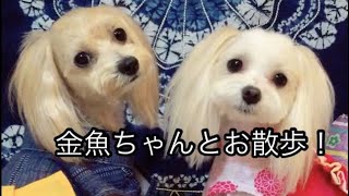 （犬 おもしろ動画）金魚ちゃんとお散歩