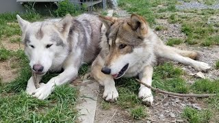 野性的！〇〇をおやつにする狼犬！！