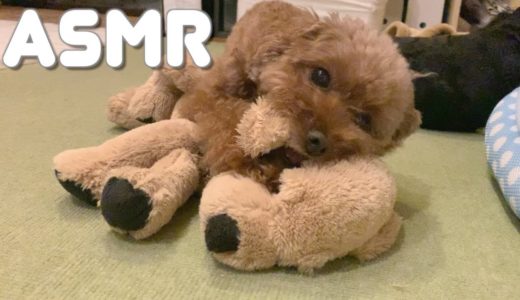 【ASMR】暑い夜が涼しくなる？咀嚼音　犬がきゅうりをしゃりしゃり / Dogs eating cucumbers