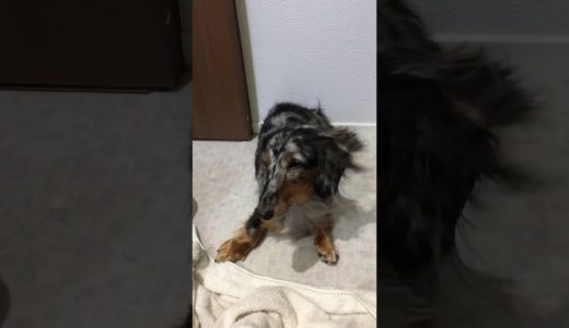 【犬動画】風になびいて