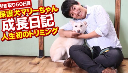 保護犬マリーちゃん初めてのトリミングとシャンプー！【保護犬マリーちゃんの成長日記】