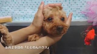 8月29日の保護犬の様子