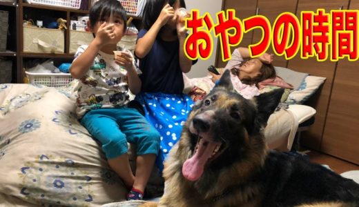 秋田犬・シェパード犬・孫達も・おやつの時間は嬉しいね♪ Snack time with dogs