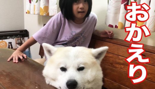 おかえり、秋田犬のお出迎え、朝の挨拶は尻尾フリフリwelcomes me home