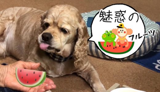 初めて食べるスイカで食レポする犬Aコッカー石松くん  Dog eating watermelon and reporting