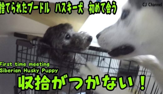 捨てられたプードルと初めての会うハスキー犬 Husky Puppy