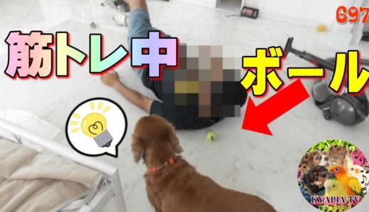 筋トレ中の飼い主をジャマする可愛い犬・キャバリア697｜おもしろい動物ペット動画Funny Dogs