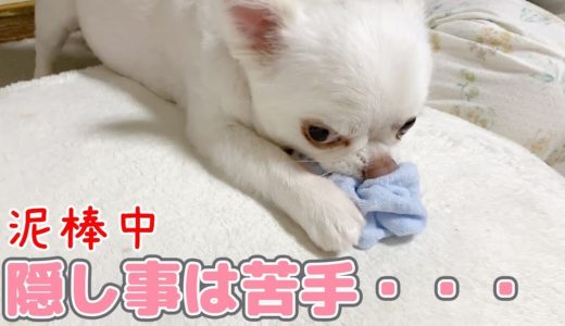 イタズラはいつも尻尾の動きでばれてしまう犬！うっかりチワワのコハク