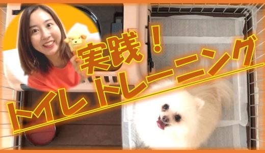 【トイレのトレーニング】犬のしつけ実践動画！今回はトイレトレーニングです［ドッグトレーニング］