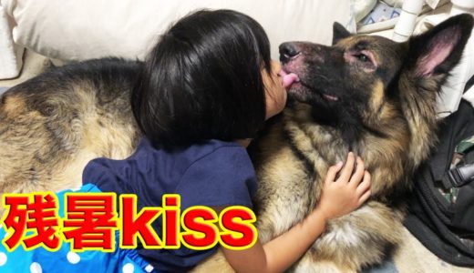 KISS♪キス・大好きシェパード犬・GermanShepherd Please KISS