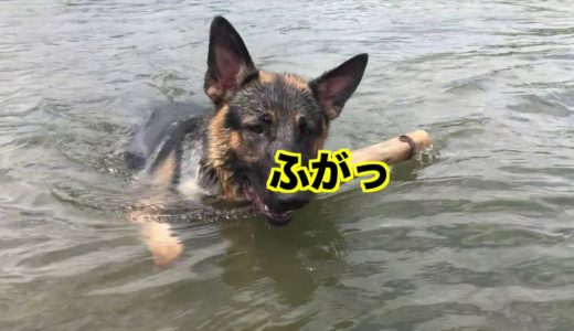 【川遊び】犬は天候に関係なくテンションが高い