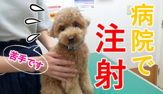 動物病院での注射が嫌すぎて必死に抵抗する犬が愛おしいw【トイプードル】