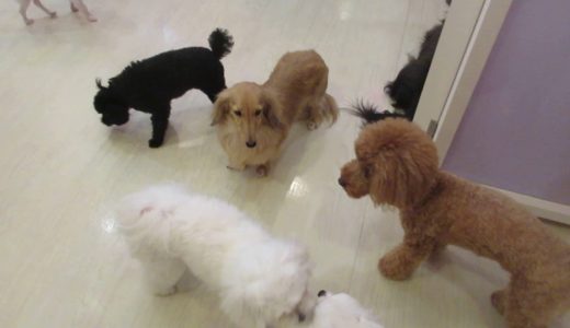 犬たちのプレイタイムその３