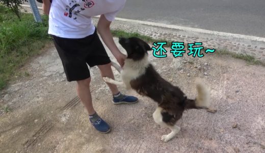 【田园寻犬】我从未见过如此热情奔放之狗，初次见面就不停抱大腿