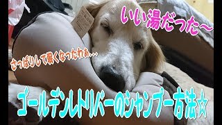 大型犬シャンプーの方法 ゴールデンレトリバー 【きゃっちゃん】