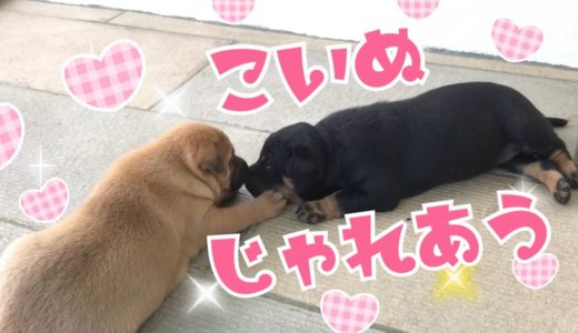 【犬９匹と海外生活】 きなちゃん歩けるかな？仲良くじゃれあってる姿がかわいい【保護犬】 Surprise Dogs Channel