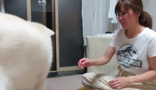 【秋田犬ゆうき】ガッ！と来てグッ！と来ないママの抱っこからは逃げる【akita dog】