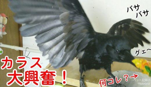 【大興奮】カラスに与えると大興奮するある物とは？ セクシー小僧＆ミニマム姐御＆巨大小型犬 20190805、カラス＆四つ足トリオ