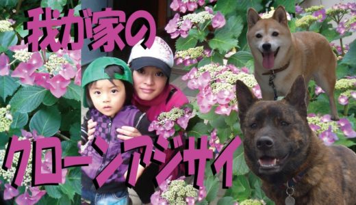 甲斐犬と柴犬とクローンアジサイ＝！