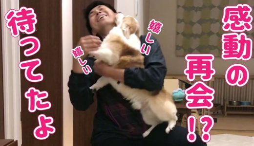 パパの帰宅が嬉しい忠犬コーギー