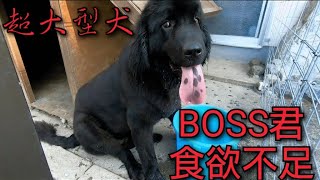 超大型犬 ニューファンドランド ボス君 食欲無い グレートデン クィーンちゃん とBOSS君パパです 渡辺ボス NewfoundlanddogBOSS Great Dane