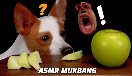 DOG APPLE 🍏 MUKBANG ASMR EATING SOUND 강아지 사과 먹방 มุกปัง 犬モクバン Thức ăn cho chó con