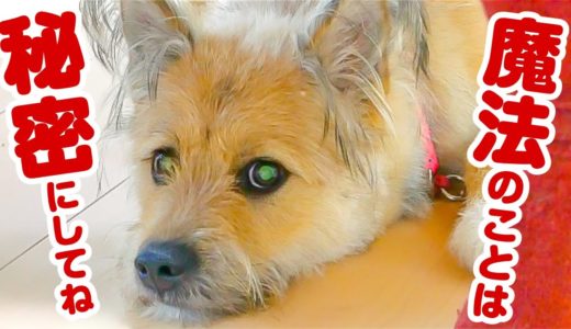 夫だけが使える犬が反応する魔法「ハフッ」がすごいんです…