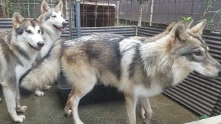 狼犬達はプールを楽しめる？！