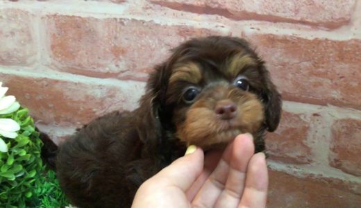 ペットショップ 犬の家 吹田店 「犬種」「問い合わせ番号」