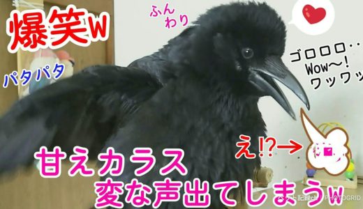 【爆笑】甘えるカラスが急に変な声を出しましたw ミルぽんの一日＆ポカリ姐御＆鼻職人犬 20190802、カラス＆四つ足トリオ