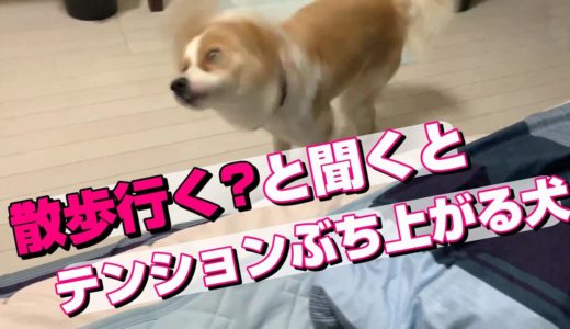 散歩行く？と聞くと超テンション上がる犬