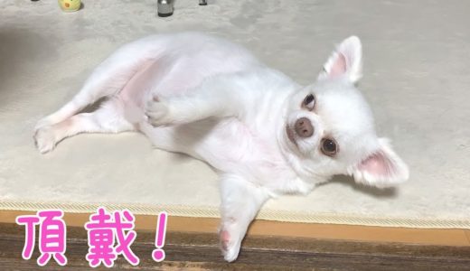 おやつが欲しい時はママに無抵抗の犬！げんきんなチワワのコハク