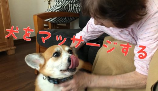 犬にマッサージする