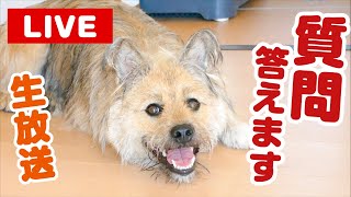 【生放送】なんだか癖になる顔の犬ポテに質問受け付けてます！！