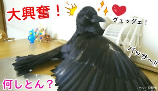 【大興奮】カラスが〇〇を目の前に大興奮し翼で隠しやがりますw 寝猫＆肉食姐さん＆変髪型犬w 20190813、カラス＆四つ足トリオ