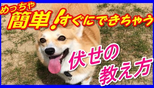 【犬】 愛犬家の方は見なくちゃ損する！『伏せ』を簡単に教える方法