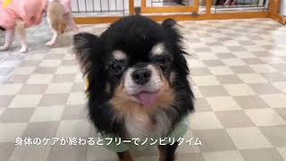 8月17日の保護犬の様子