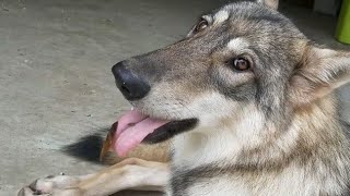 狼犬が〇〇を捕獲して食べてしまった！！！