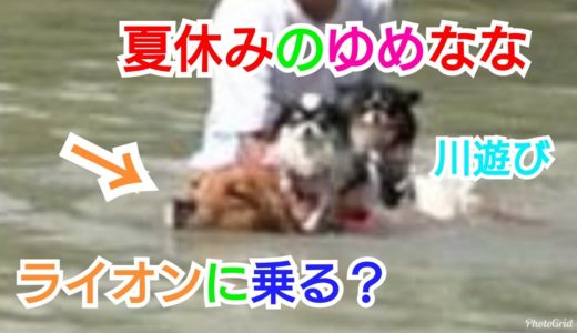 夏休みのYUME&NANA  犬と川遊び 多頭飼い チワワが泳ぐ チワワがライオンに乗る