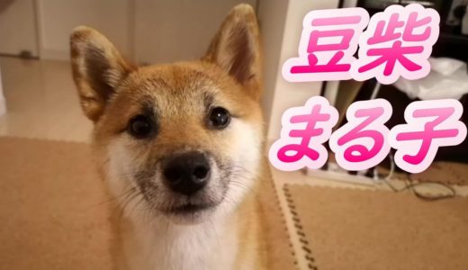 豆柴まる子さんがジャンプ #しばいぬ #柴犬 #犬のいる生活  #豆柴